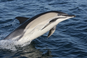 icp-dolphin
